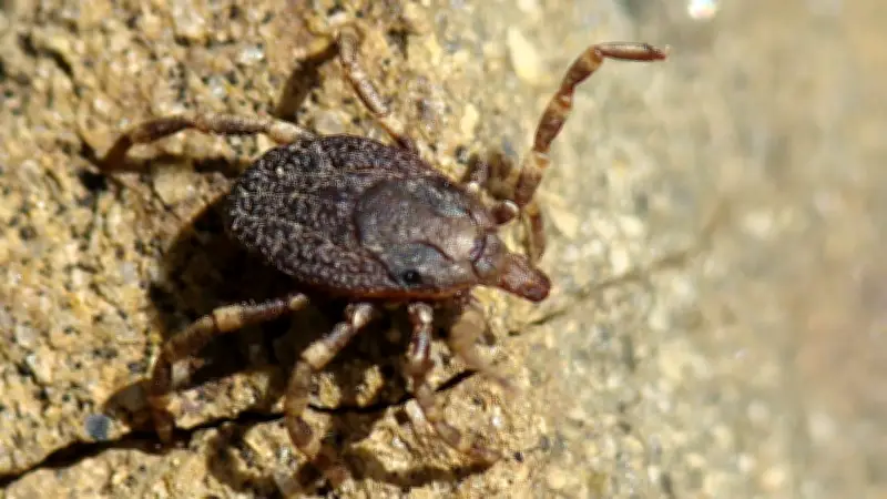 Hyalomma: Die tropische Riesenzecke geht jetzt auch in Deutschland auf Jagd