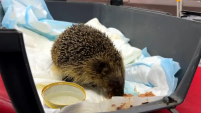 Igel-Rettung im Hafenbecken von Poel: Einsatz mitten in Wal-Mission