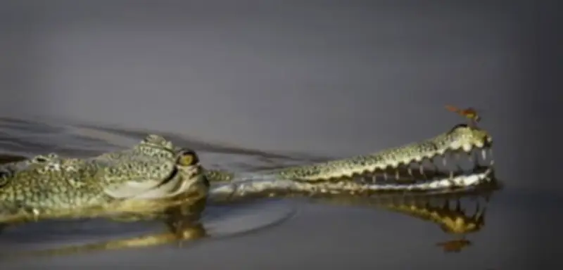 Indien erwägt Krokodile und Schlangen als Grenzschutz gegen illegale Einwanderung aus Bangladesch