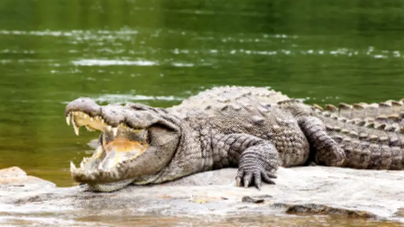 Indiens ungewöhnlicher Grenzschutzplan: Krokodile gegen illegale Einwanderer