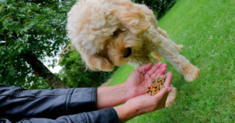 Industrielle Hundeleckerlis im Check: Farbstoffe, Kalorienfallen und gesunde Alternativen