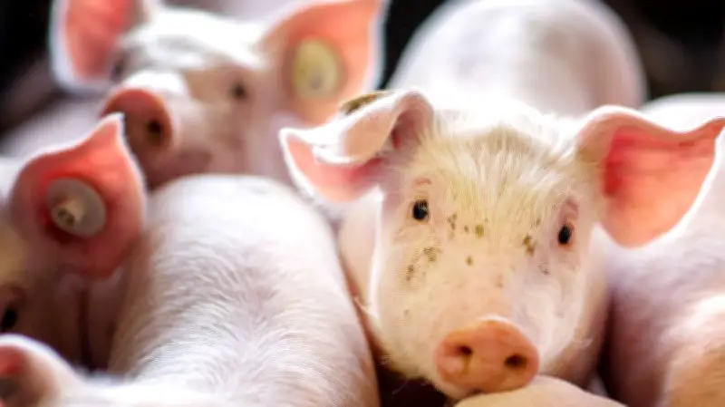 Insolvenz bei XXL-Sauenbetrieb in Jessen: 30.000 Schweine betroffen - Inhaber ist Tierarzt