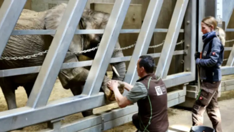 Intensives Training für Halles Elefanten: Vorbereitung auf den Abschied nach Berlin