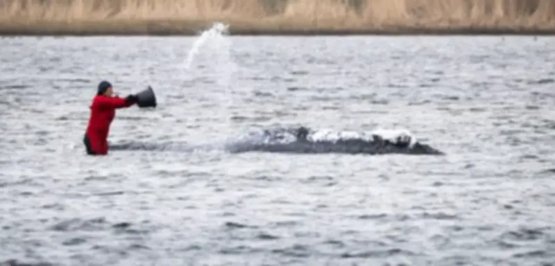 Internationales Befremden über deutschen Wal-Wahn