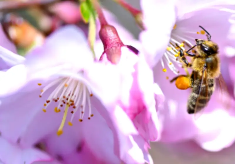 James Cameron produziert Doku-Serie: Die geheimnisvolle Welt der Bienen enthüllt