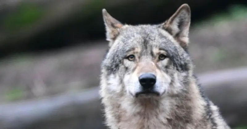 Junger Wolf im Bayerischen Wald bei Verkehrsunfall getötet - Polizei und Nationalpark bestätigen Vorfall