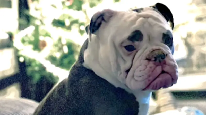 Junges Paar kämpft um Operation für Bulldogge Naylah