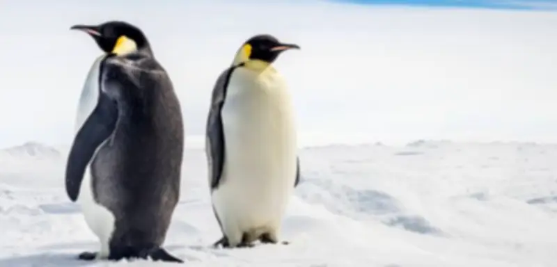 Kaiserpinguin als stark gefährdet eingestuft: Meereisverlust bedroht Antarktis-Population