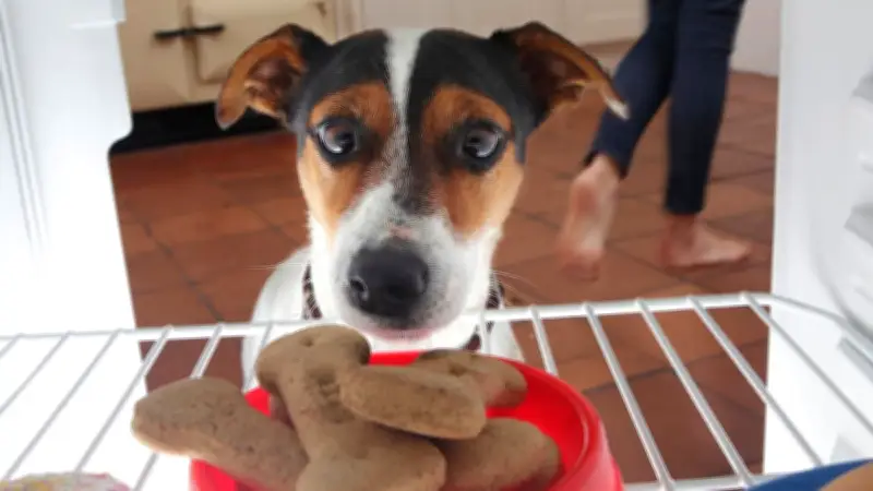 Kalorienfalle Hundesnacks: Warum Leckerlis die Gesundheit gefährden