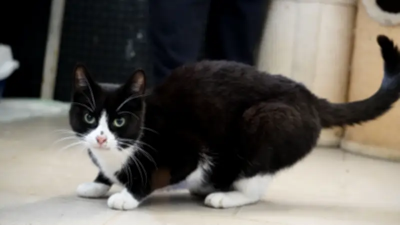 Kampf gegen die Katzenflut: Lottihof-Team fängt 17 Straßenkatzen in Schwerin ein