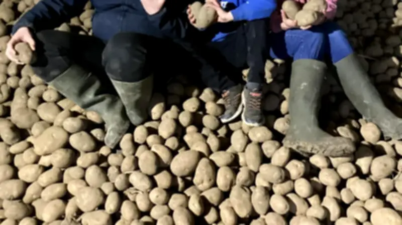 Kartoffel-Überschuss in Belgien: Landwirt-Familie verschenkt riesige Ernte an alle