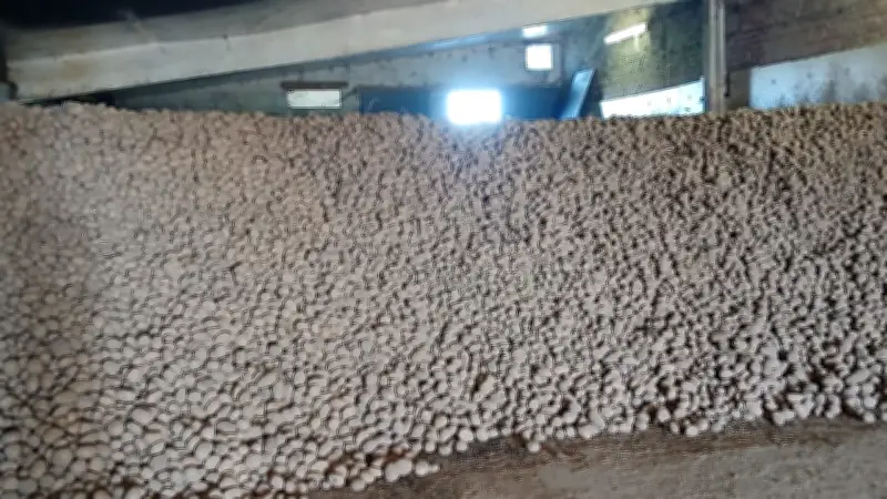 Kartoffelberg wird verschenkt: 120 Tonnen Gemüse für alle kostenlos