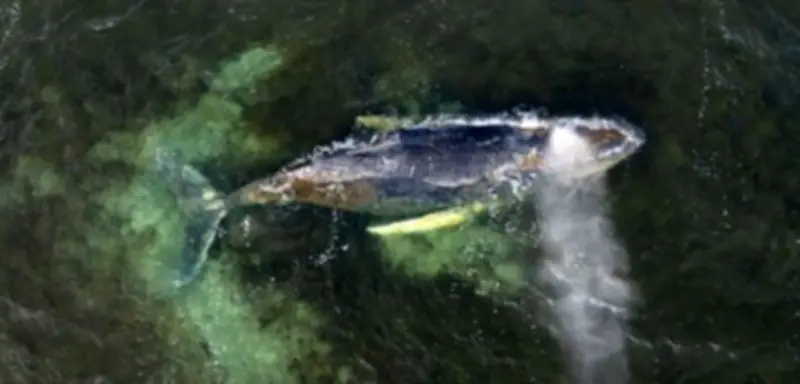 Katamaran-Rettung für Buckelwal abgesagt: Minister Backhaus stoppt spektakuläre Aktion