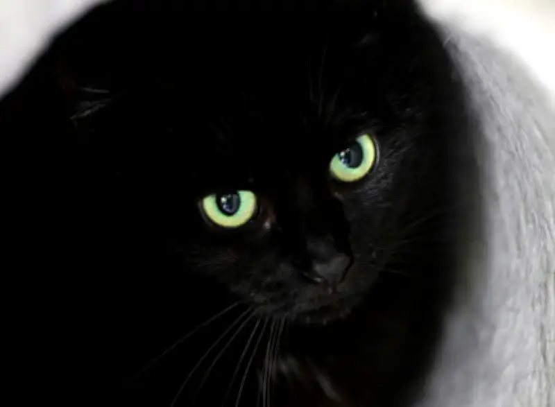 Katze in Hohe Börde von Tierfalle verletzt – Polizei ermittelt