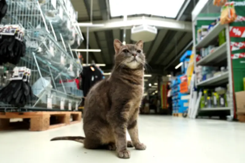 Katze Lotti: Die tierische Mitarbeiterin im Plöner Baumarkt erobert Herzen