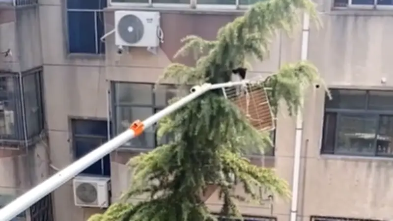 Katze tagelang in Falle: Spektakuläre Rettungsaktion in China begeistert Netz
