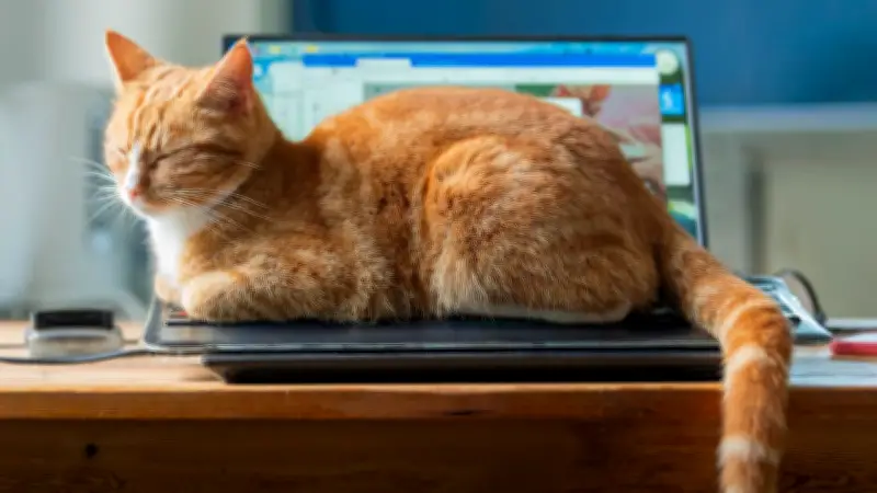 Katze verhindert PC-Brand: Tierisches Frühwarnsystem rettet Hardware