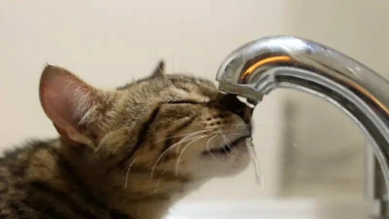 Katzen trinken wenig: Warum das normal ist und wann es gefährlich wird