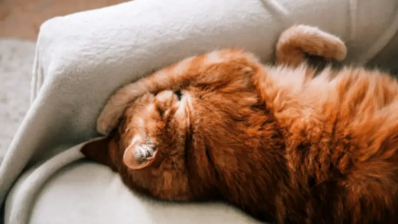 Katzenexpertin enthüllt: Warum Stubentiger Rufe bewusst ignorieren