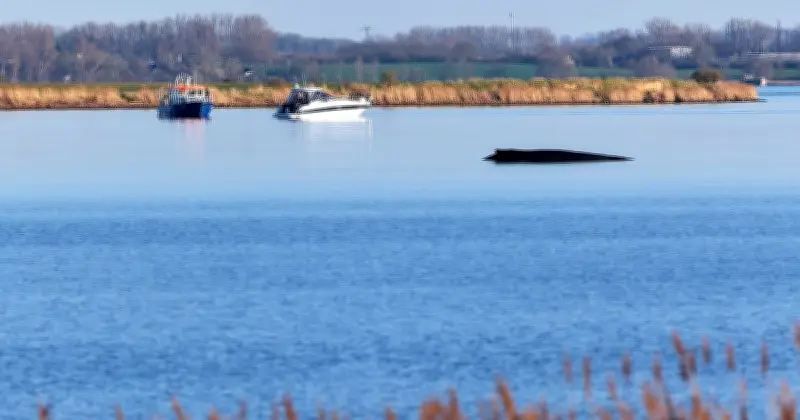 Keine Hoffnung mehr: Buckelwal in Wismarer Bucht liegt weiterhin fest