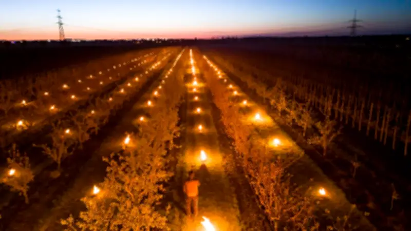 Kerzen und Frostbooster: Obstbauern kämpfen gegen späte Nachtfröste in Sachsen-Anhalt