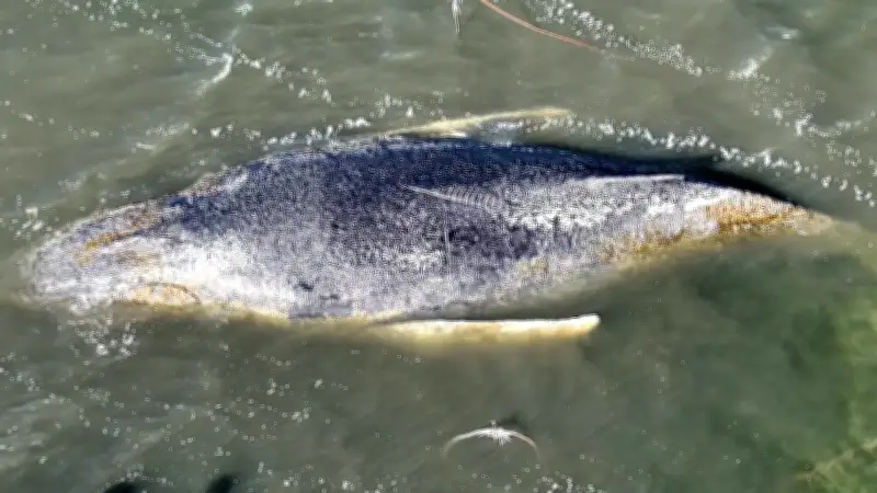 KI-Künstlerin besingt Wal-Drama: Timmy wird zum TikTok-Song