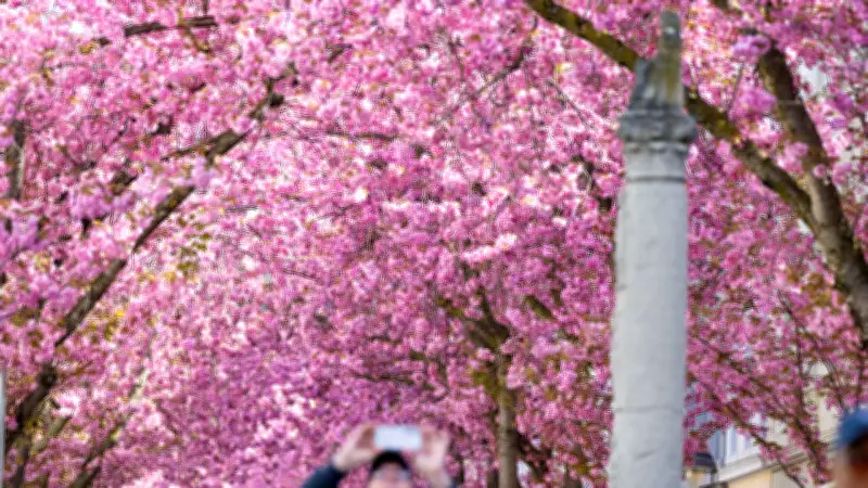 Kirschblüten in Deutschland: Die schönsten Orte und ihre Blütezeiten im Überblick