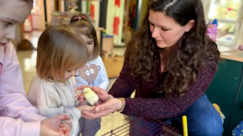 Küken schlüpfen in Rothenschirmbacher Kita: Kinder erleben Wunder des Lebens