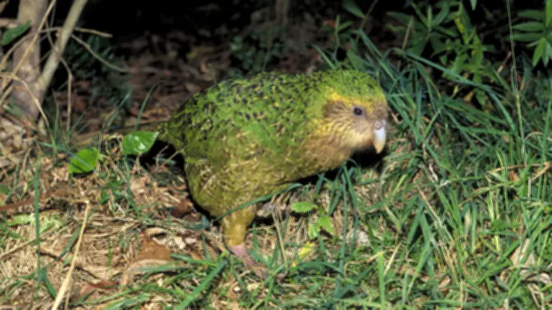 Kākāpō: Der flugunfähige Papagei kämpft ums Überleben in Neuseeland