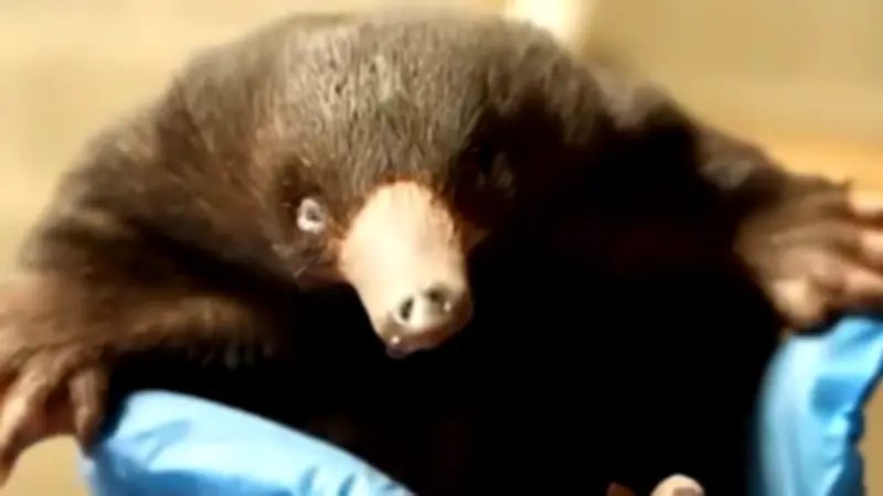 Kleiner Ameisenigel namens Puggle erobert im Columbus-Zoo die Herzen