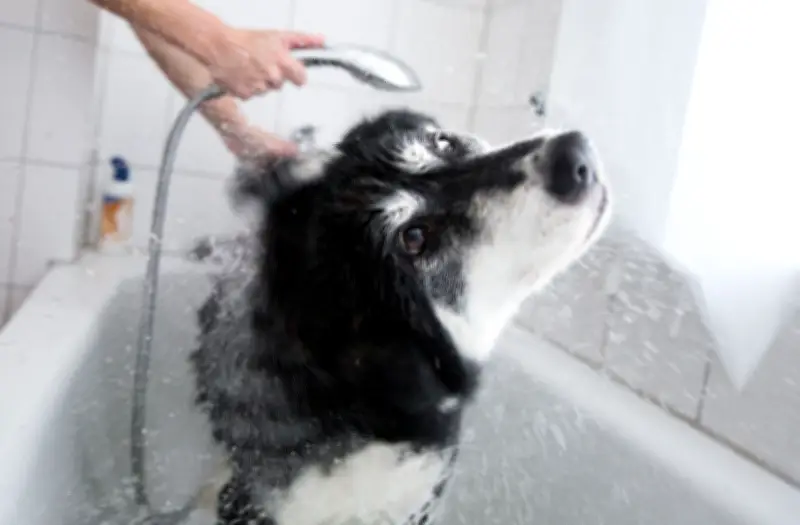 Öko-Test: Hundeshampoos enttäuschen mit bedenklichen Inhaltsstoffen