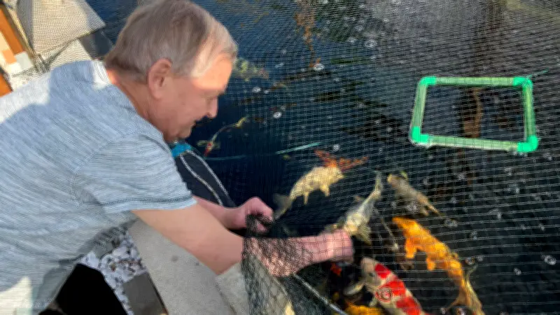 Koi-Zucht in Weißenfels: Ein farbenfrohes Hobby mit japanischen Zuchtkarpfen