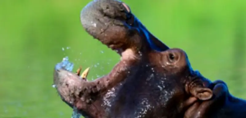 Kolumbien plant Keulung von bis zu 80 Flusspferden aus Escobars Erbe