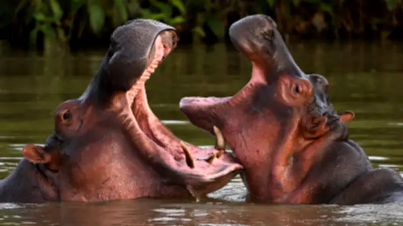 Kolumbien will Escobars Nilpferde keulen: 80 Tiere droht der Tod