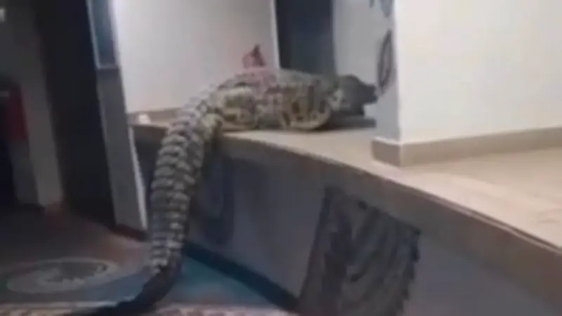 Krokodil überrascht Gäste in Hotel-Lobby in Namibia