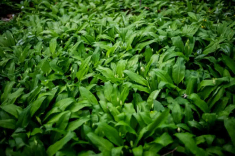 Kulinarische Schätze aus Thüringens Wäldern: Regeln für das Sammeln von Bärlauch und Co.