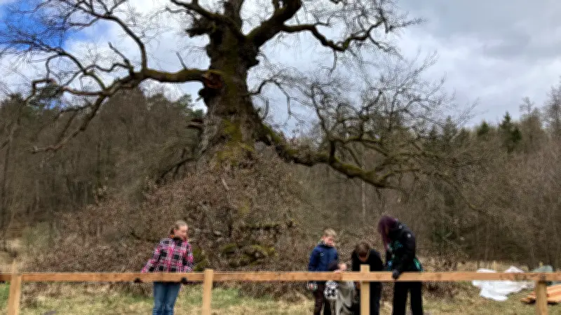 Kunstferienlager in Warthe: Kinder bauen Schutzzaun für uralte Eiche
