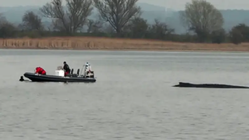 Kuriose Rettungsaktion in der Ostsee: Frau schwimmt zu gestrandetem Wal