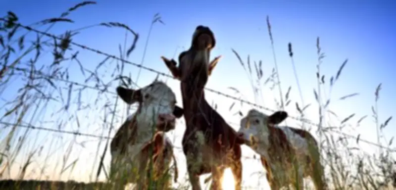 Kurioser Diebstahl in Brandenburg: Wie klaut man 70 Rinder?