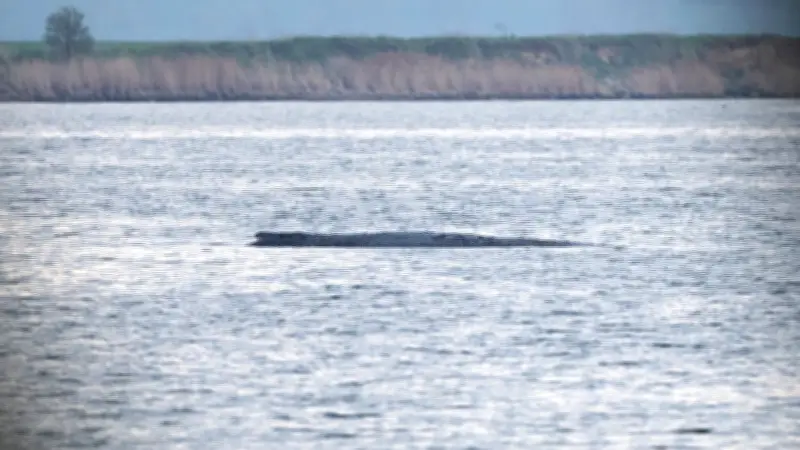 Letzte Rettungsaktion für gestrandeten Buckelwal vor Poel beginnt