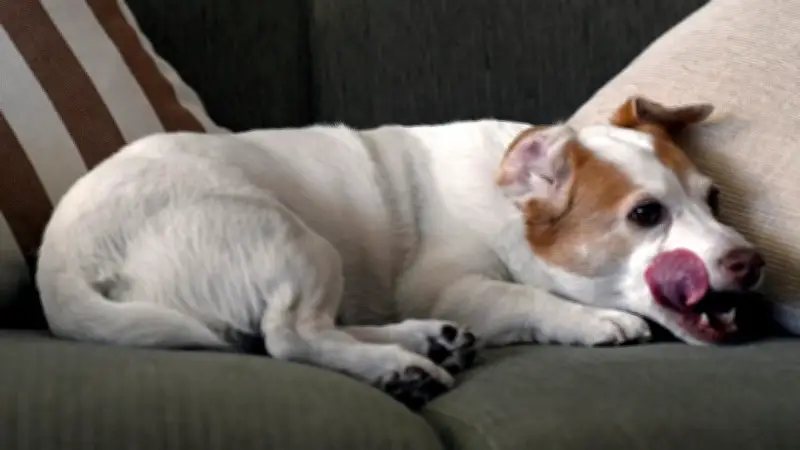 Licky Fits beim Hund: Plötzliche Leckanfälle als Warnsignal verstehen