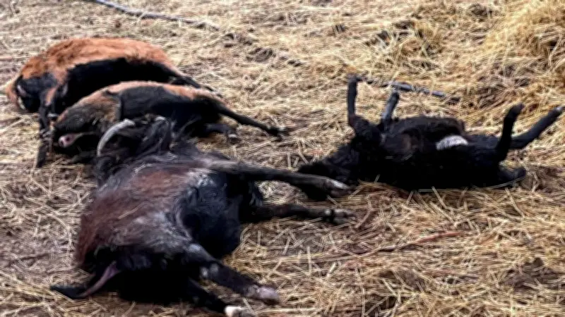 Luchs riss 27 Schafe im Südharz: Was passiert mit dem Raubtier?