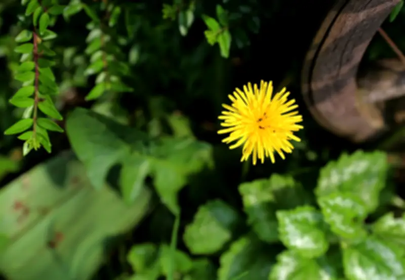 Löwenzahn im Garten: Warum die Wildpflanze wertvoll ist und stehen bleiben sollte