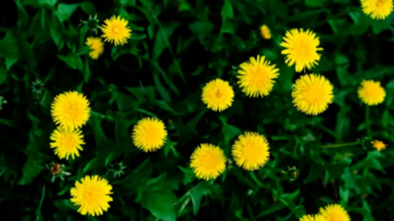 Löwenzahn im Rasen: Was die gelbe Zeigerpflanze über Ihren Boden verrät