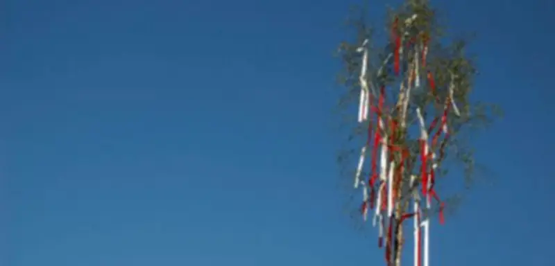 Maibaum-Tradition: Verehrer müssen Bäume vor Diebstahl schützen