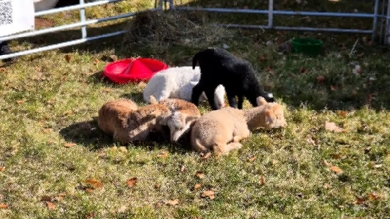 Malchower Osterfest begeistert mit Lämchentaufe, Hasenjagd und traditionellem Feuer