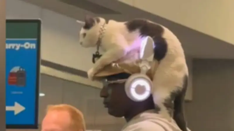 Mann mit Katze auf dem Kopf erobert US-Flughafen und rührt Millionen