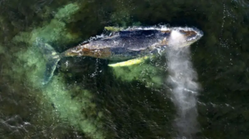 Mediamarkt-Gründer und Trabrennsport-Legende starten gewagte Rettungsaktion für Ostsee-Buckelwal