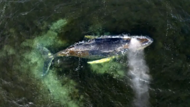Mediamarkt-Gründer Walter Gunz startet Rettungsaktion für gestrandeten Ostsee-Buckelwal