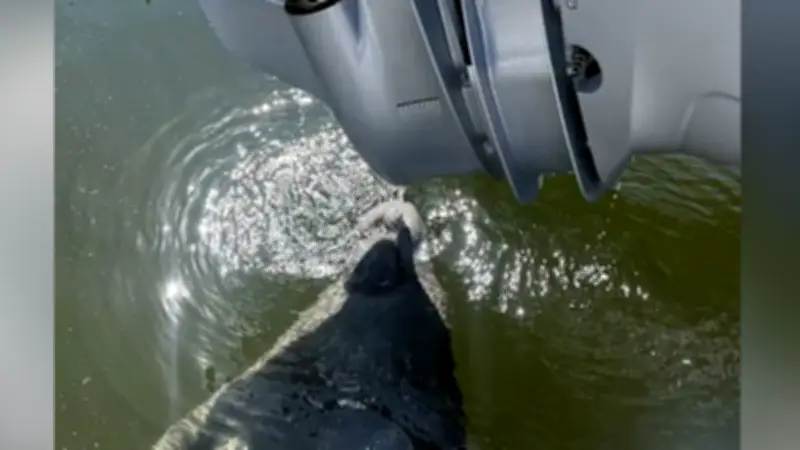 Meermonster am Boot: Polizisten lachen über durstigen Seehund